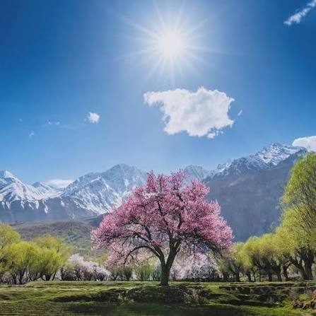 Apricot Blossoms